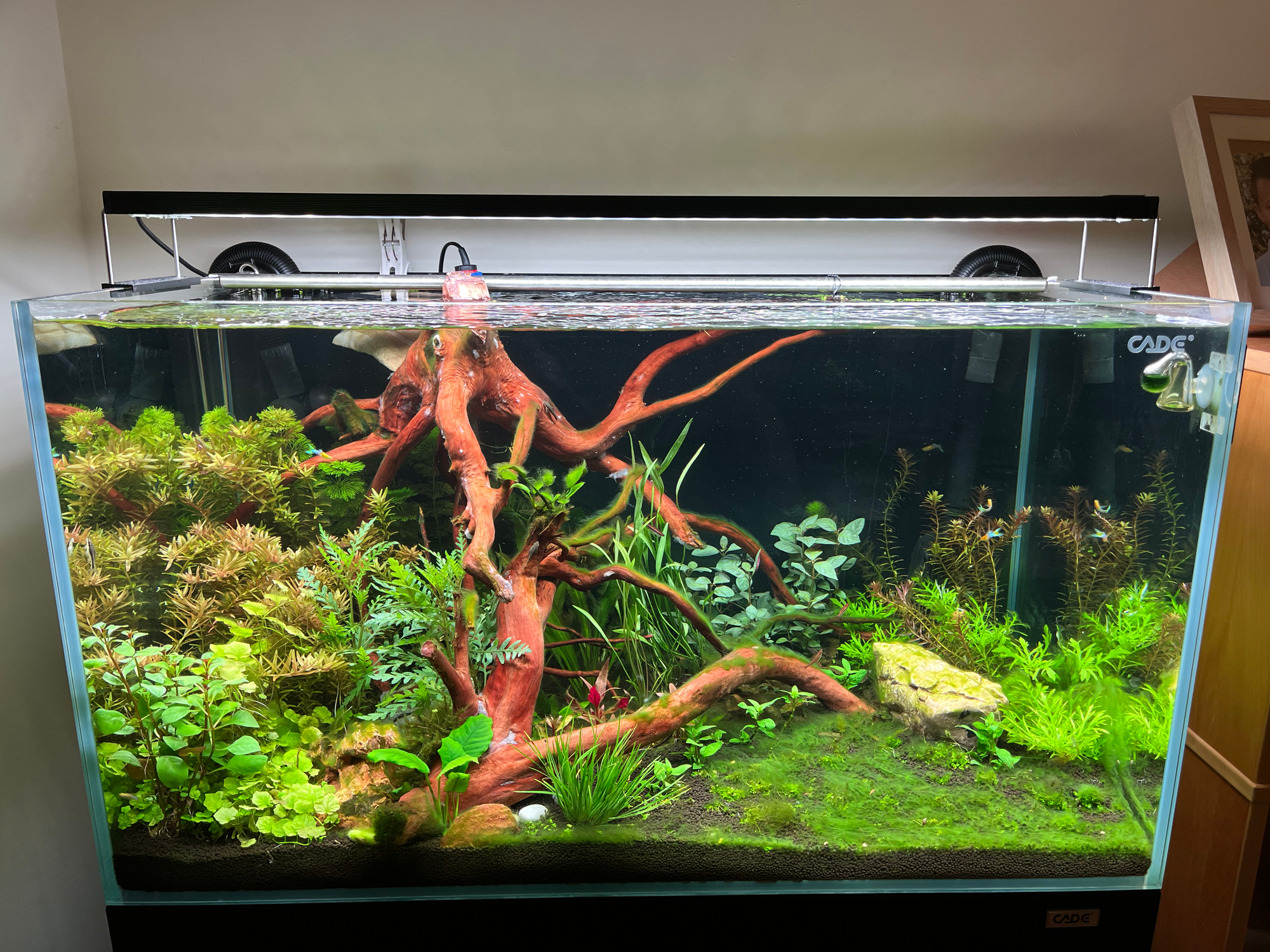 Planted Tank Timeline