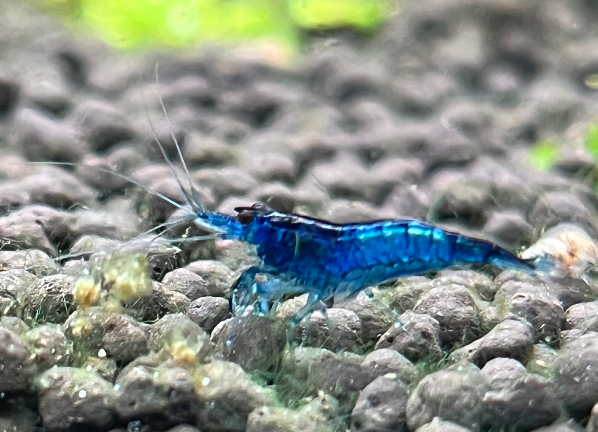 I Dream of Blue Shrimp